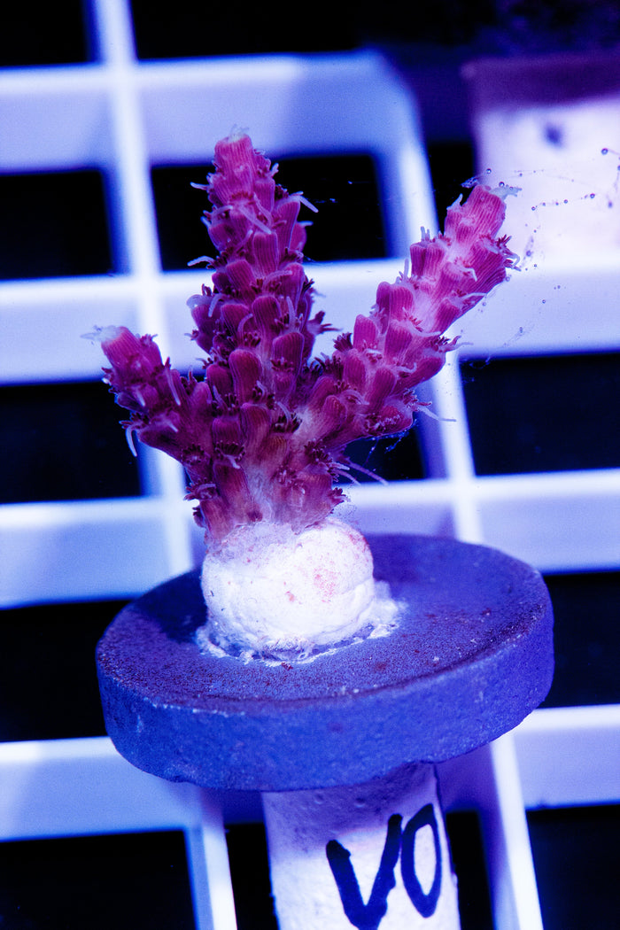 Cherry Corals, VoodoMagic