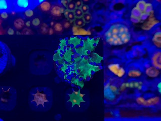 Frogspawn