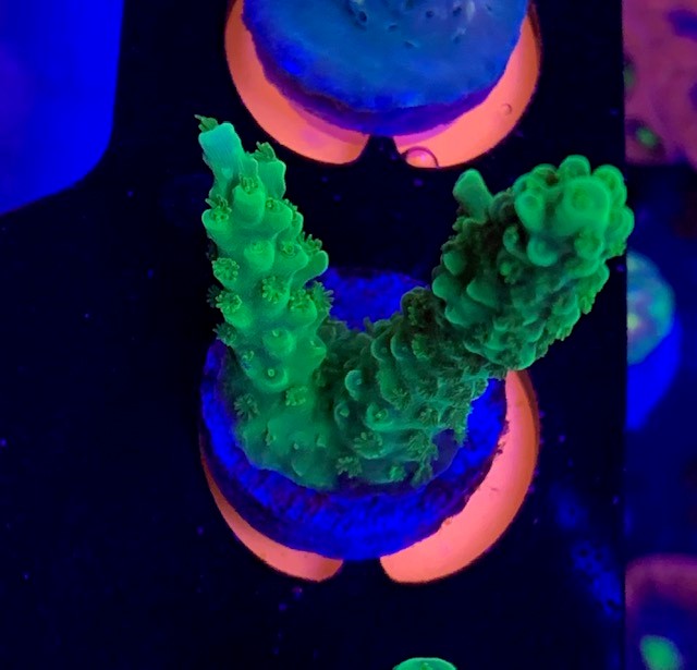 Green slimer