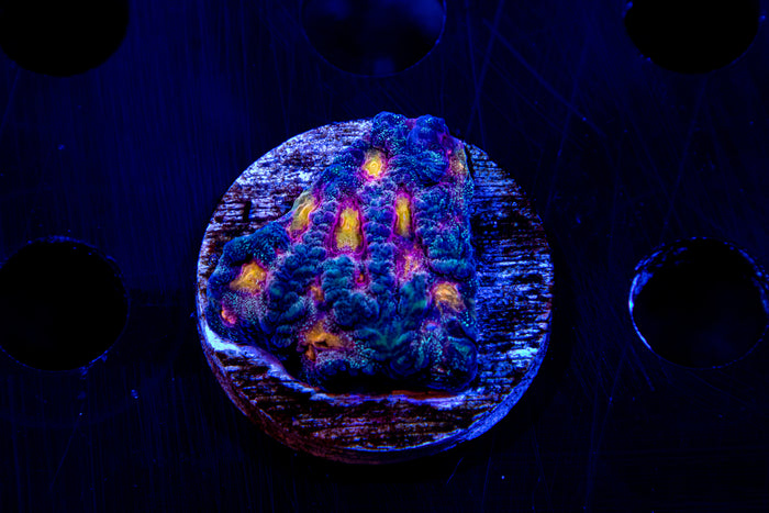 MotorCityCorals, Cherry Corals space cake favia