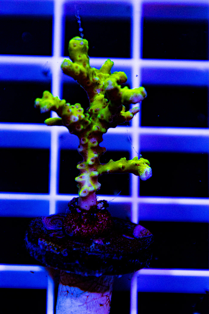 Reefraft ,Anacropora