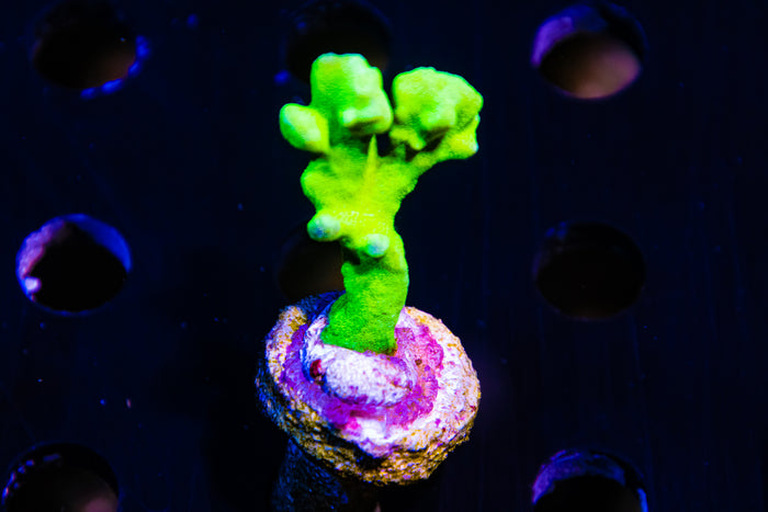 Anacropora