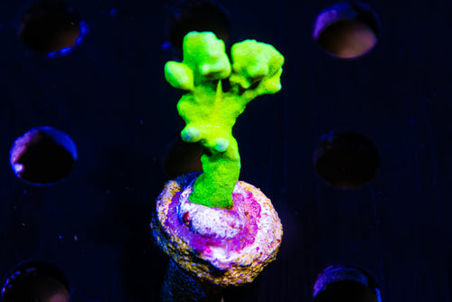 Anacropora