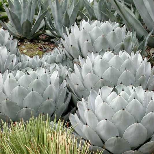 Artichoke Agave (7889268080895)