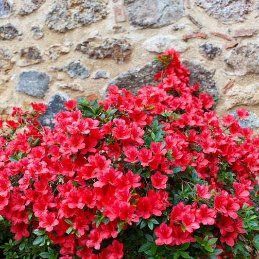 Red Bird Azalea (7890228609279)