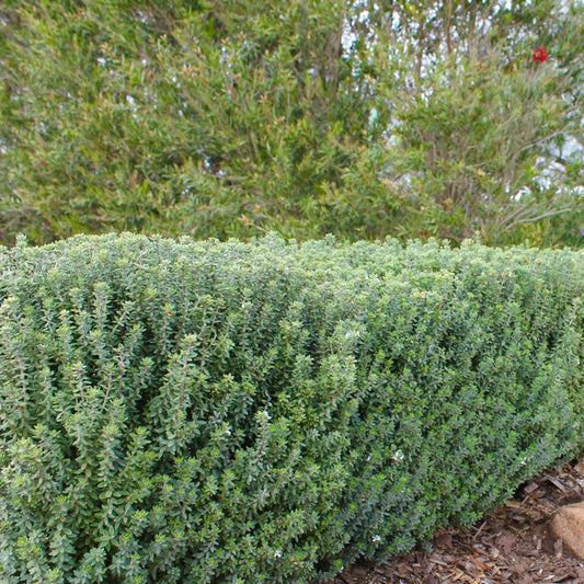 Grey Box Dwarf Westringia (7898274070783)