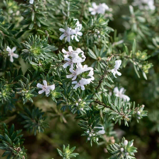 Mundi Low Coast Rosemary (7898281607423)